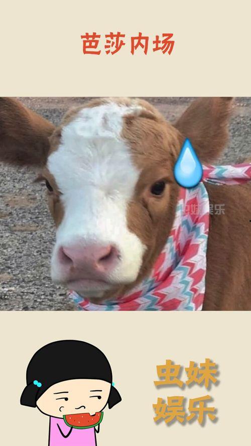 娱乐吃瓜酱小动物视频下载,小动物视频下载攻略，萌宠瞬间尽收眼底